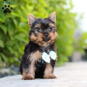 Mitchell, Yorkie Puppy